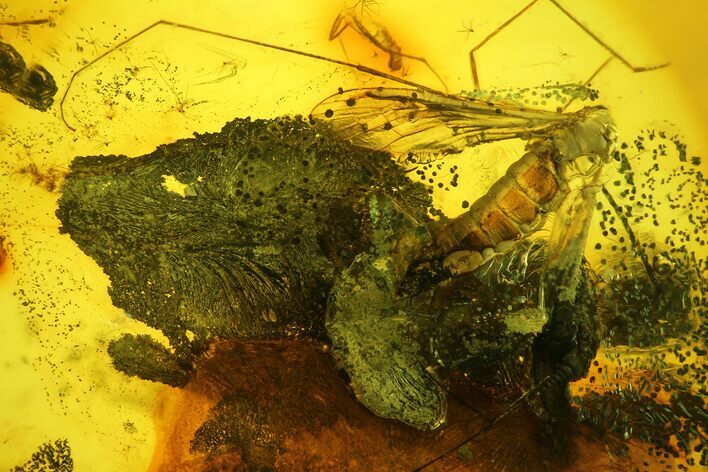 Detailed, Long-Legged Fossil Cranefly (Limoniidae) In Baltic Amber #173691